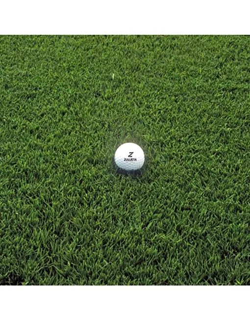 Semillas Cynodon dactylon (Bermuda o Grama fina)