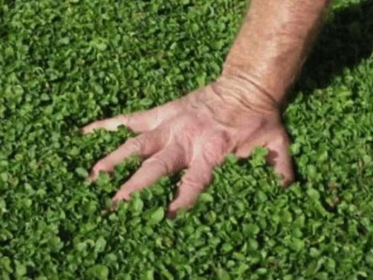 Semilla Dichondra repens - Imagen 2