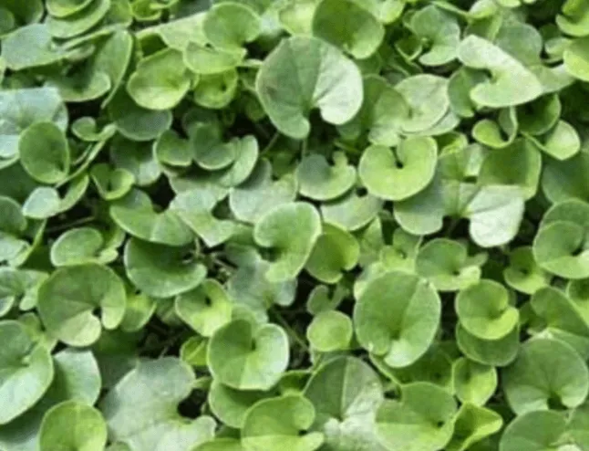 Semilla Dichondra repens