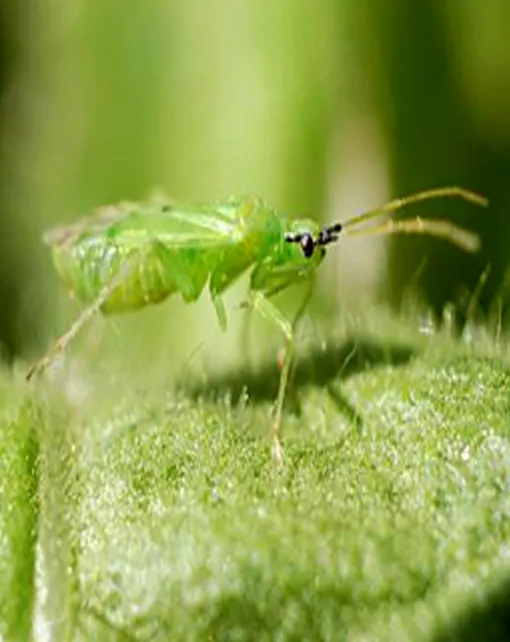 Macrolophus caliginosus. Para mosca blanca, Tuta absoluta, pulgones, minador de las hojas, araña roja y trips