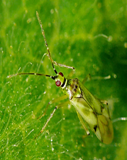 Nesidiocoris tenuis. Para la Tuta del tomate y la mosca blanca.