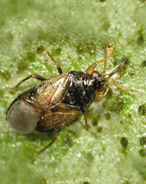 Orius laevigatus: Para trips, también pulgones, mosca blanca, araña roja y ácaros