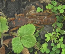 Steinernema carpocapsae. Para rosquillas y grillotopo - Imagen 3