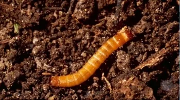 Steinernema feltiae. Para gusano del alambre - Imagen 3