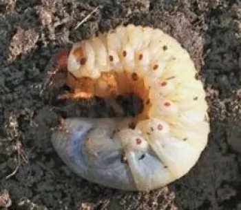 Heterorhabditis bacteriophora. Nemátodos para gusano del estiércol - Imagen 3