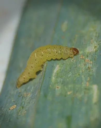 Steinernema feltiae. Para orugas de la huerta y los frutales - Imagen 4