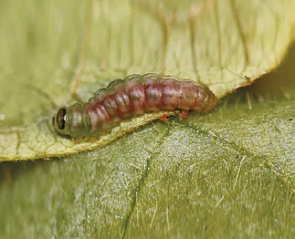 Steinernema feltiae. Para orugas de la huerta y los frutales - Imagen 3