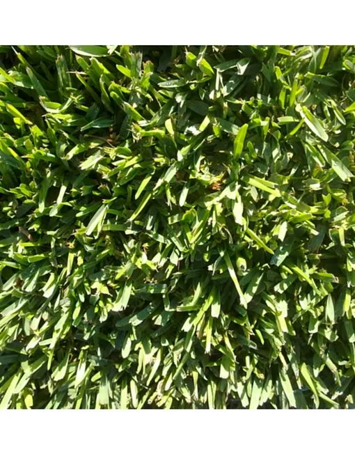 Semillas Pennisetum Clandestinum (Kikuyu) - Imagen 2