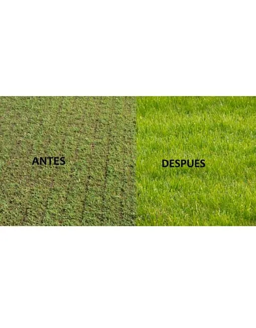 Semillas de césped para Regenerar Zonas Estropeadas - Imagen 5