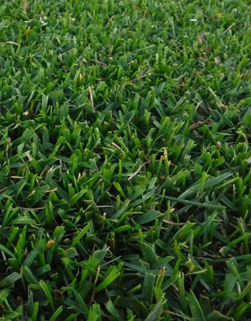 Semillas de Césped para la Zona Mediterránea Uso Intenso - Imagen 2