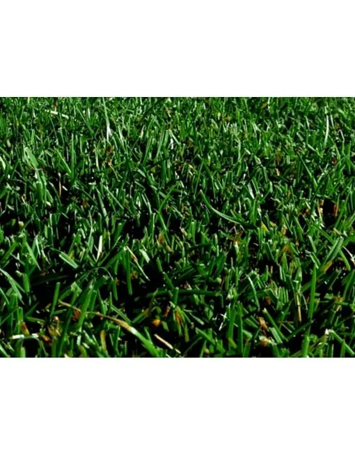 Semillas de Césped para la Península Ibérica - Imagen 5