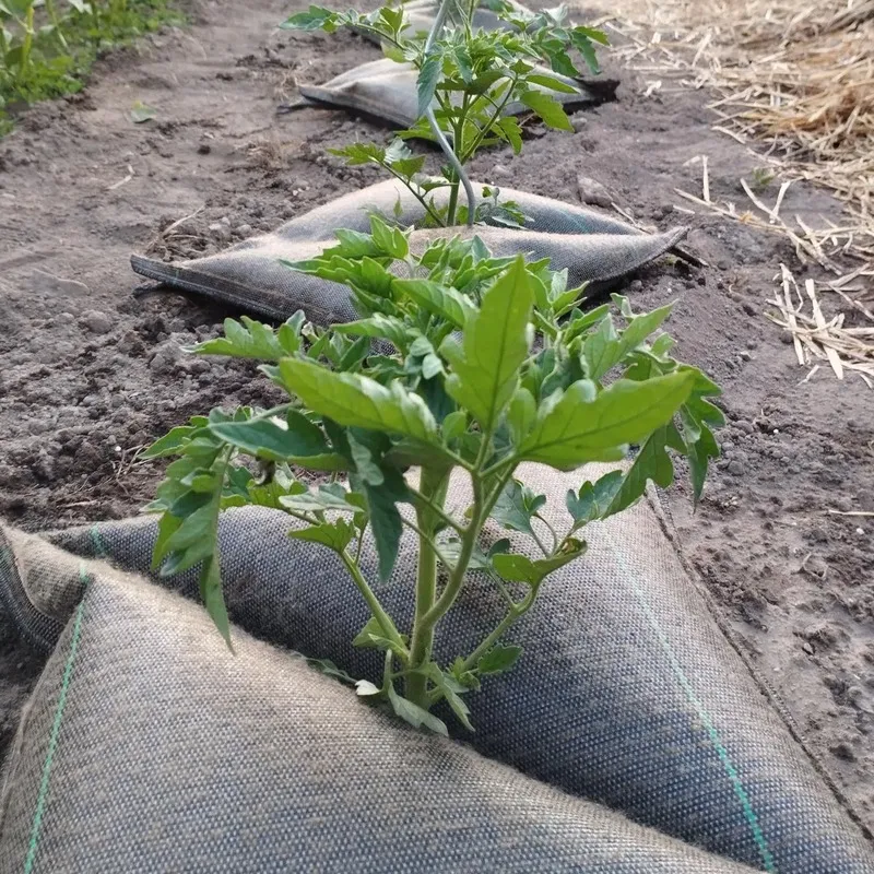 Cojín de Riego de Liberación Lenta TREE’BED® - Imagen 5