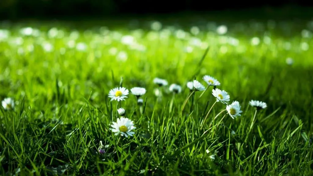 Césped ornamental de bajo mantenimiento – Turf Flowers - Imagen 2