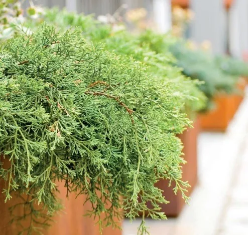 Jardineras Cuadradas de Acero Corten – CORTGARD - Imagen 2