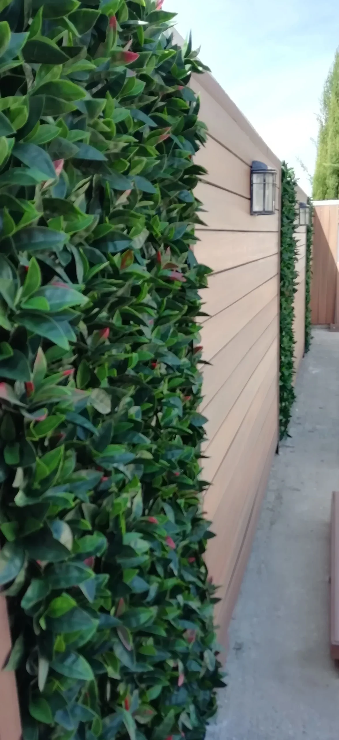 Seto artificial Photinia - Imagen 2