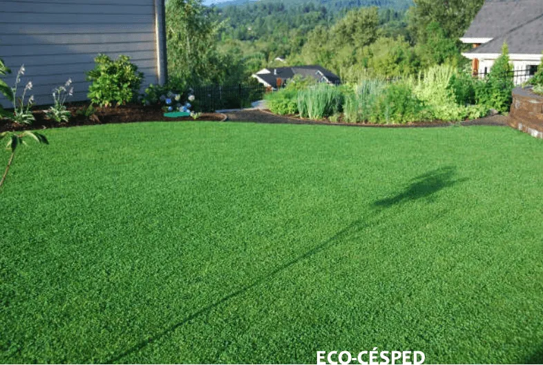 Trébol blanco para césped – Trifolium repens - Imagen 4