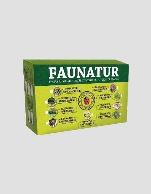 Trichogramma spp. Para combatir orugas como taladro del maíz, mariposa de la col, Tuta y orugas defoliadoras - Imagen 2