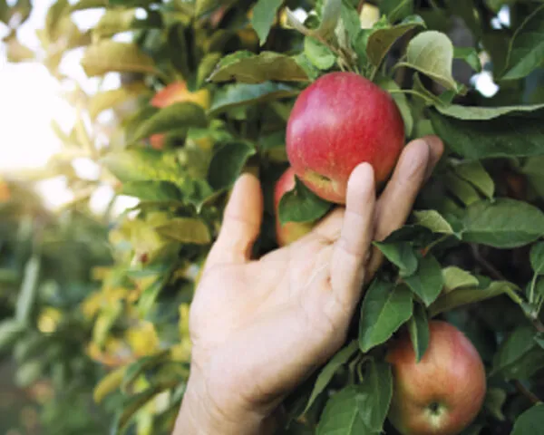 Sulfato de Cobre – CULTIVERS - Imagen 5