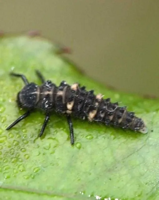 Hippodamia undecimnotata. Para pulgones de rosales y adelfas