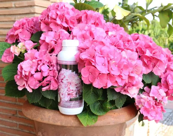 Abono Hortensias Líquido Ecológico – CULTIVERS - Imagen 5
