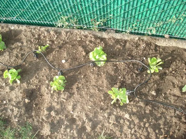 Riego por goteo IRISO, 11 caudales regulables - Imagen 3