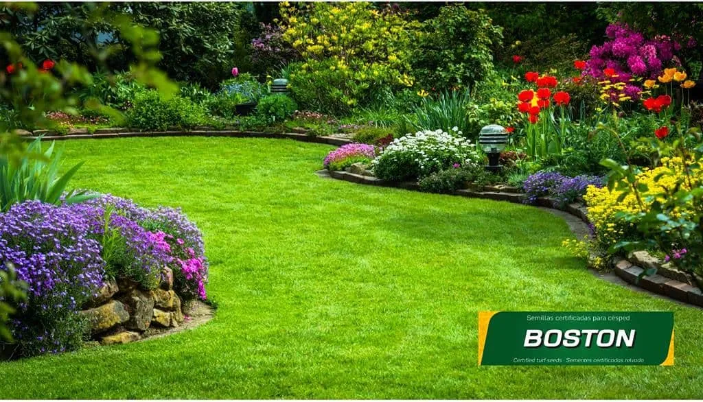 Semillas para césped multiuso – Boston - Imagen 2