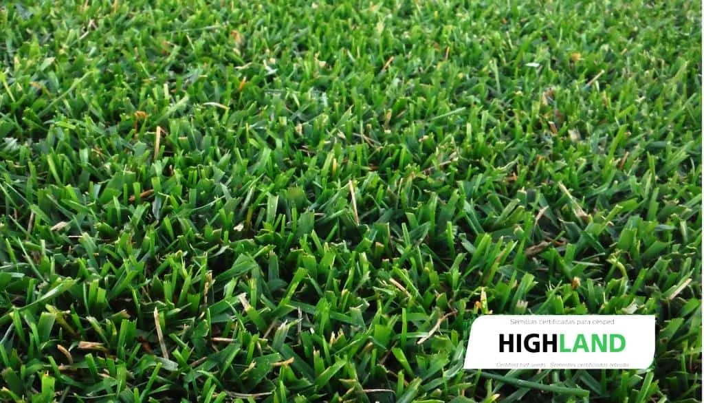 Semilla para pradera de bajo mantenimiento – Highland - Imagen 2