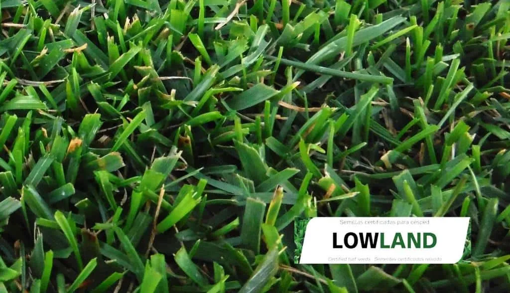 Semilla de césped Festuca arundinacea – Lowland - Imagen 2