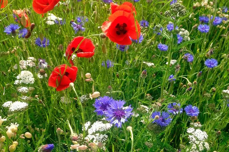 Césped ornamental de bajo mantenimiento – Turf Flowers - Imagen 3