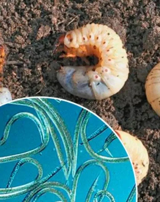 Heterorhabditis bacteriophora. Nemátodos para gusano del estiércol