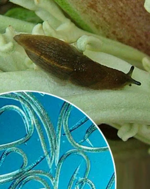 Phasmarhabditis hermaphrodita. Nemátodos para Babosas y caracoles