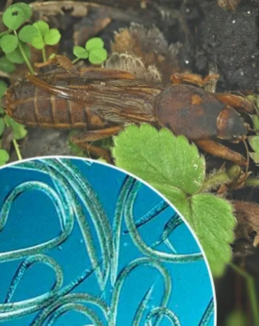 Steinernema carpocapsae. Para rosquillas y grillotopo