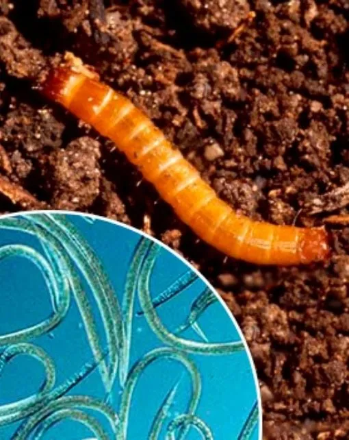 Steinernema feltiae. Para gusano del alambre