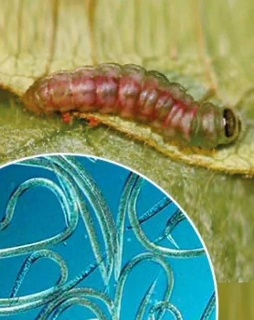 Steinernema feltiae. Para orugas de la huerta y los frutales