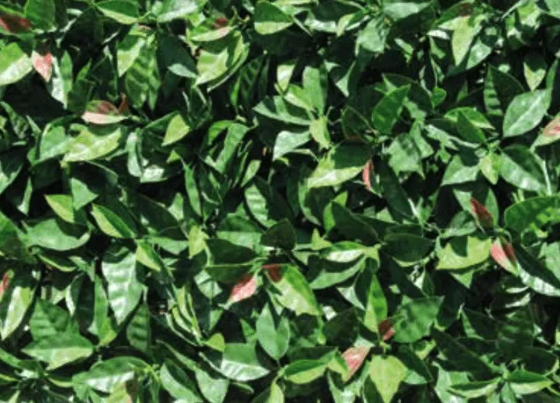 Seto artificial Photinia - Imagen 4