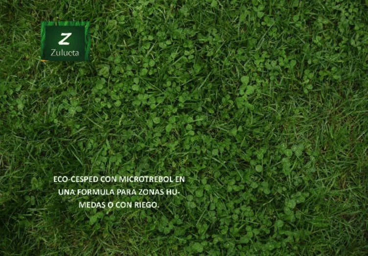 Trébol blanco para césped – Trifolium repens - Imagen 3