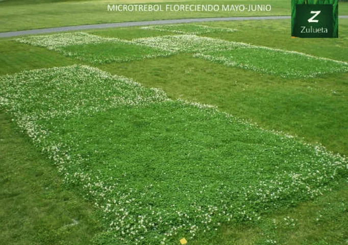 Trébol blanco para césped – Trifolium repens - Imagen 2