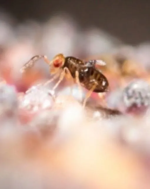 Trichogramma spp. Para combatir orugas como taladro del maíz, mariposa de la col, Tuta y orugas defoliadoras