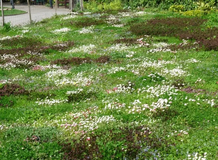 Césped ornamental de bajo mantenimiento – Turf Flowers - Imagen 4