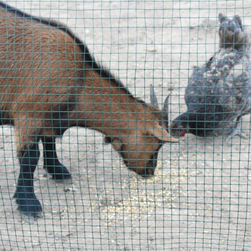 Malla Metálica Plastificada 13mm – 0,8mm / 0,5×10 m (Faura) - Imagen 2