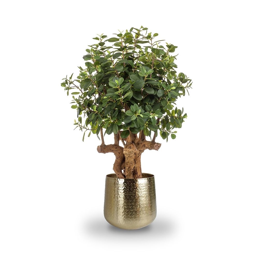 Árbol ficus BOTANIC. Altura 105 cm y 1500 hojas