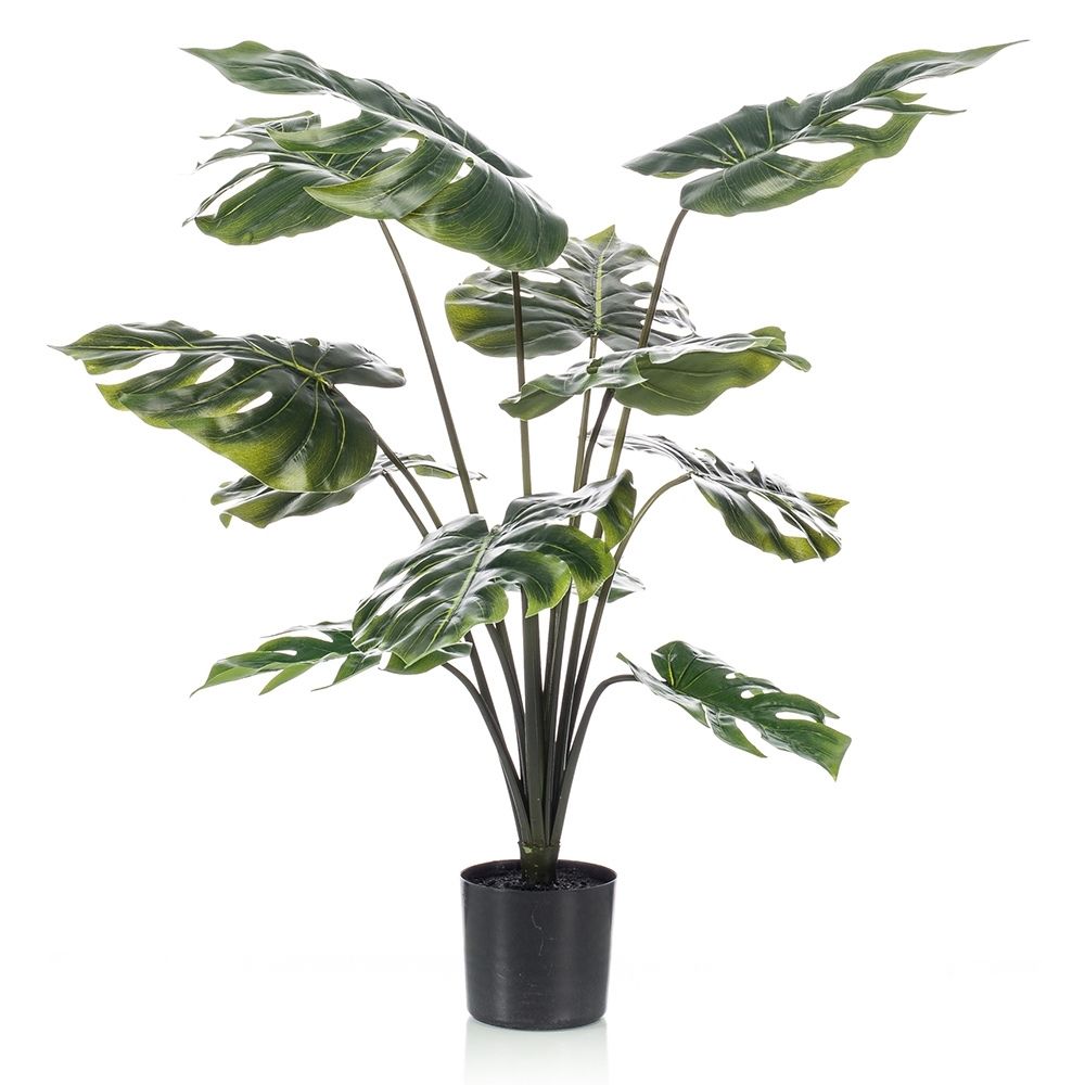 Planta MONSTERA de 60 cm de alto. Incluye macetero básico.