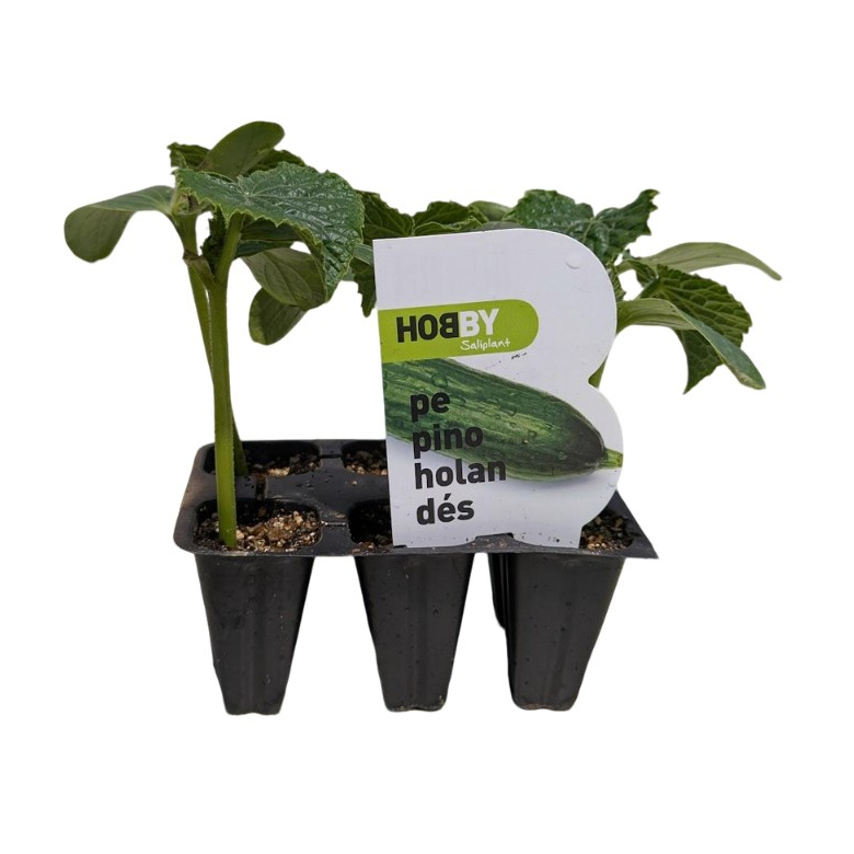 Plantel Pepino Holandés Pack 6uds