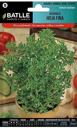 Semillas albahaca hoja fina Ocimum basilicum