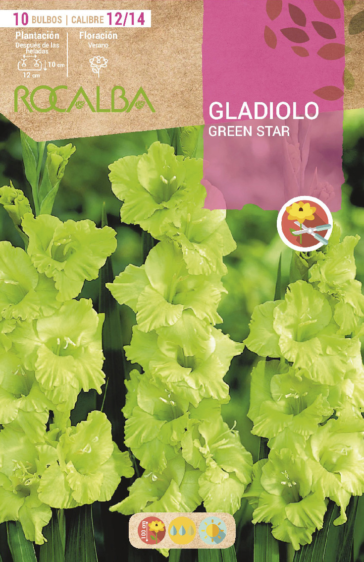 Bulbos Gladiolo Green Star Rocalba