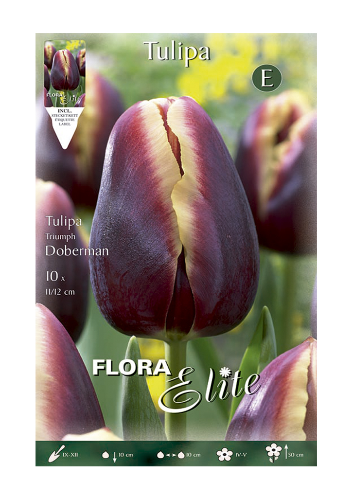 Bulbos Tulipán T Doberman Elite