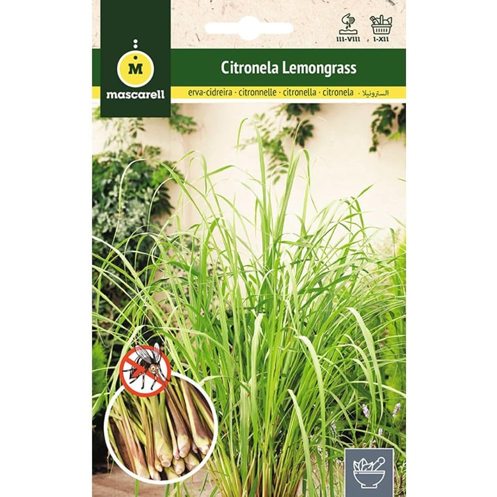 Citronela Mascarell
