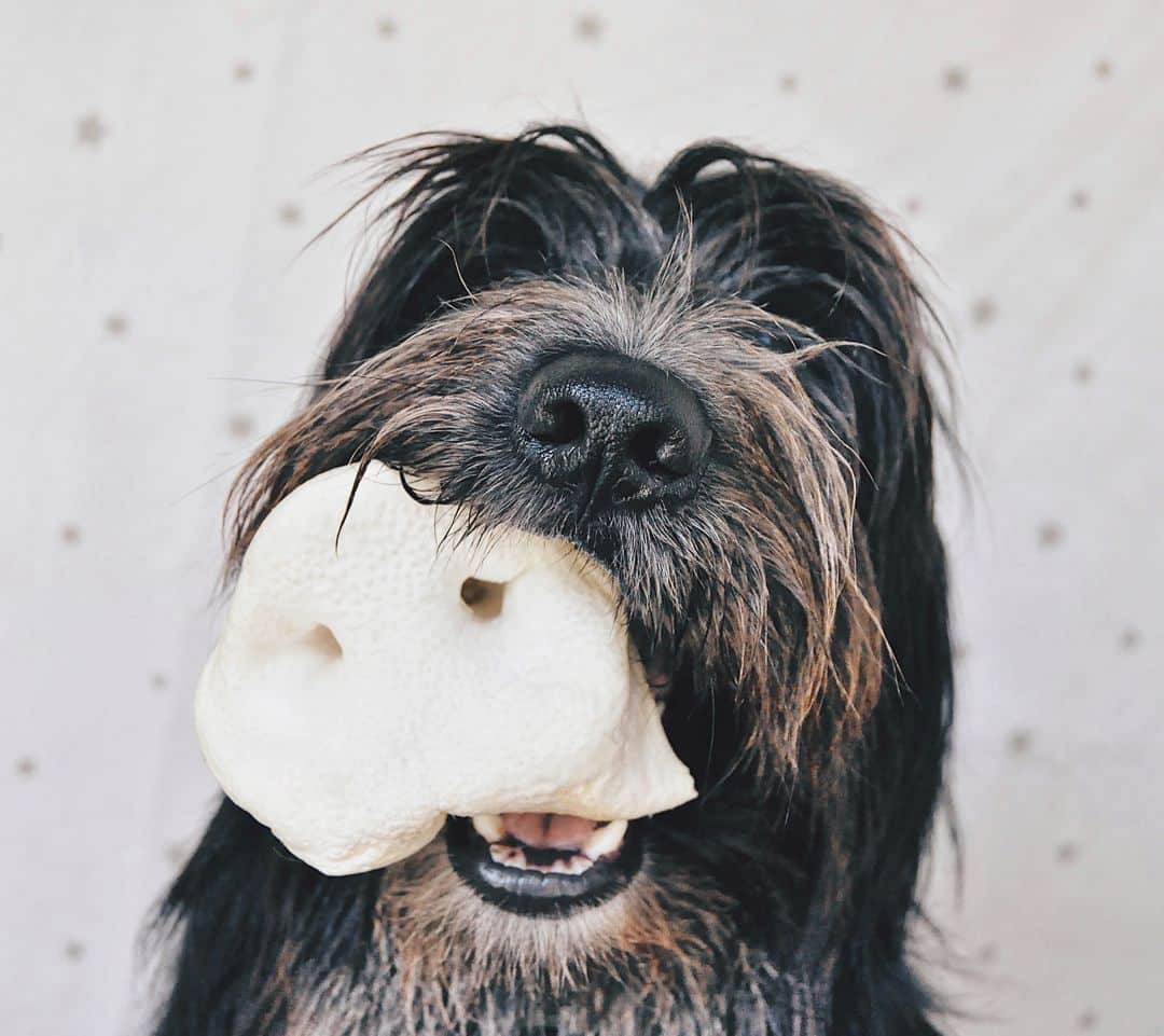 Morro de cerdo Puffed Zombie